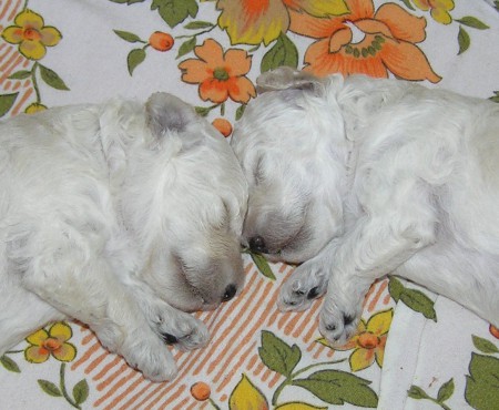 16. den ARIES 620 g & ASTER 540 g